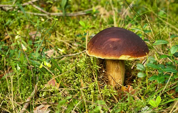 Cogumelo comestível — Fotografia de Stock