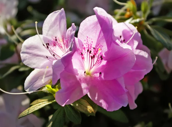 stock image Azalia flowers