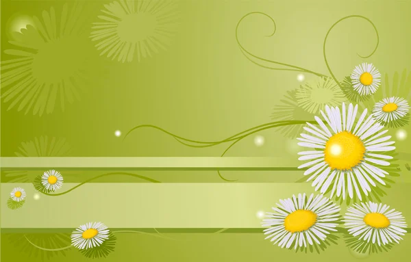 stock vector Chamomile background