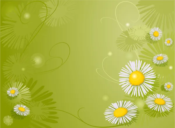 Chamomile background — Stock Vector