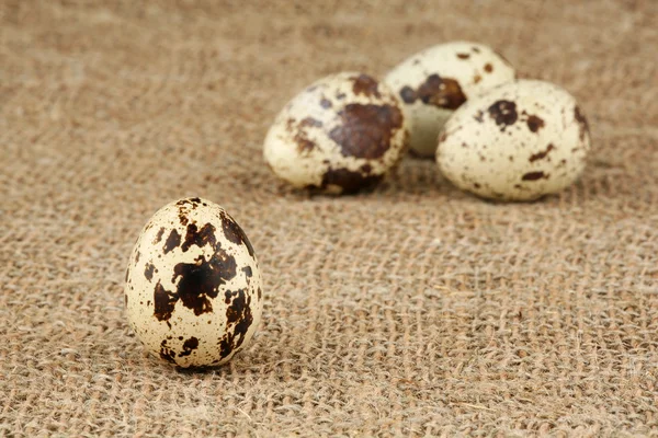 Ovos de uma codorna — Fotografia de Stock