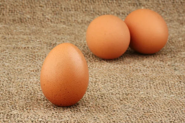 Neu gelegte Eier — Stockfoto