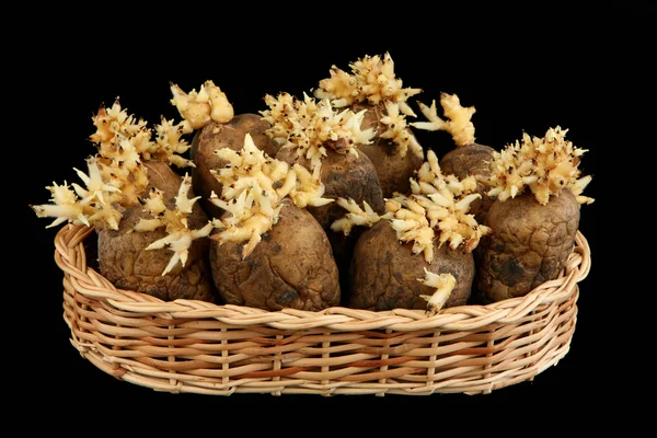 发芽的块茎的马铃薯 — 图库照片