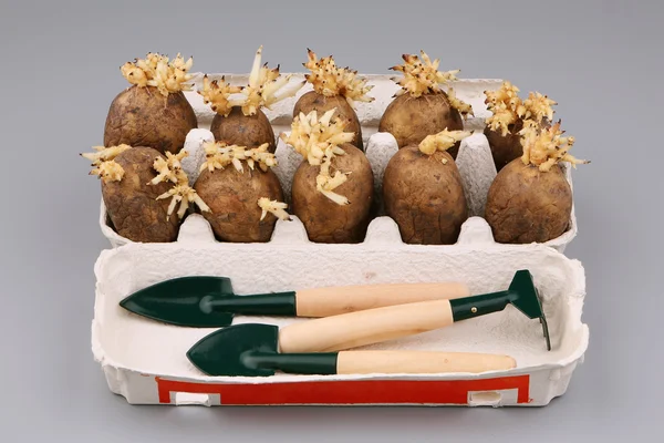 The tubers of a potato — Stock Photo, Image