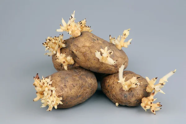 ジャガイモの発芽の塊茎 — ストック写真