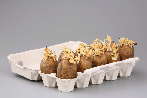 The sprouted tubers of a potato — Stock Photo, Image