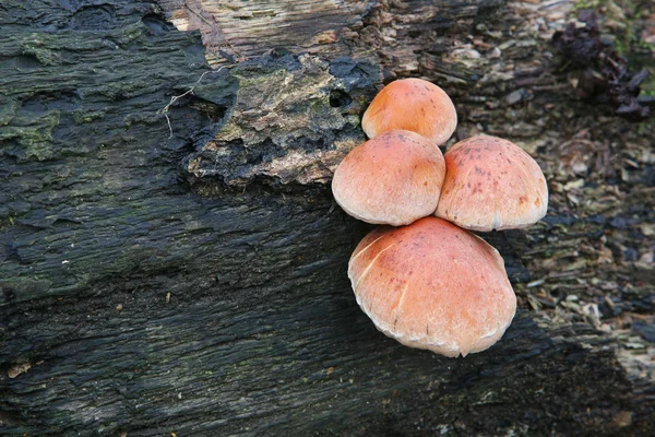Funghi su un albero — Foto Stock