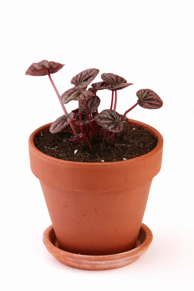 Peperomia caperata in a clay pot — Stock Photo, Image