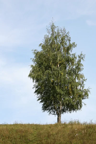 Lonely birch — Stock Photo, Image