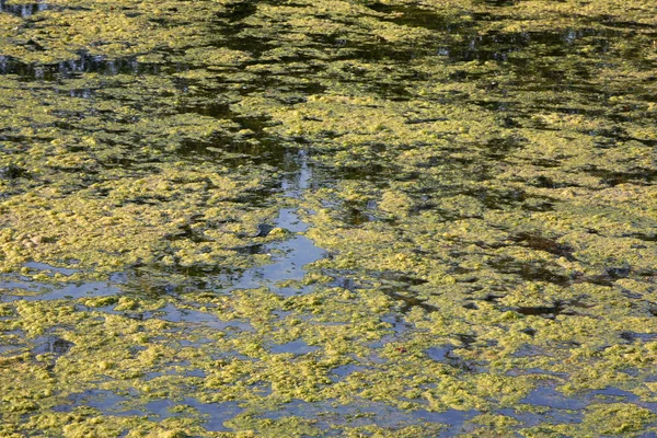 stock image Marshy creek