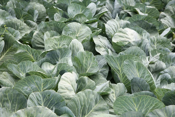 Heads of cabbage — Stock Photo, Image