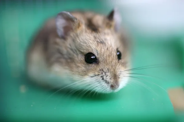 Stock image Hamster