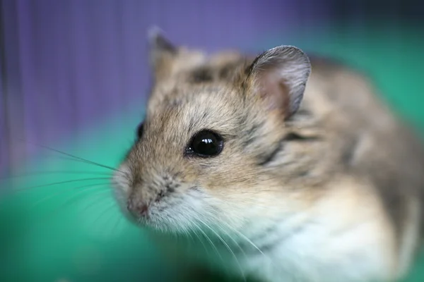 stock image Hamster