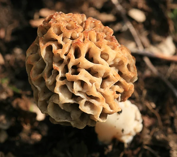 蘑菇莫雷尔 — 图库照片