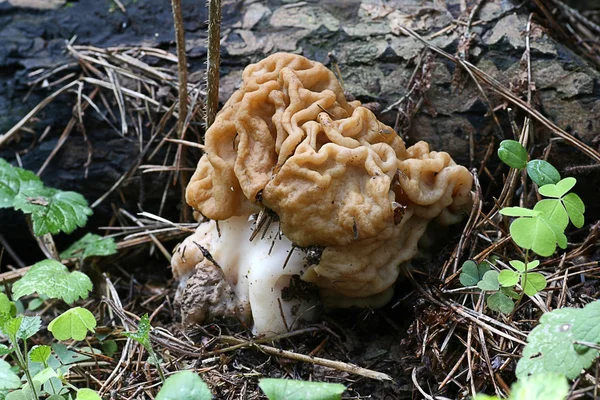 蘑菇在栖息地的 gyromitra. — 图库照片