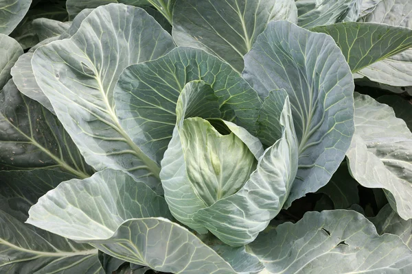 The head of cabbage — Stock Photo, Image