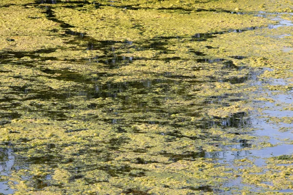 stock image Marshy creek