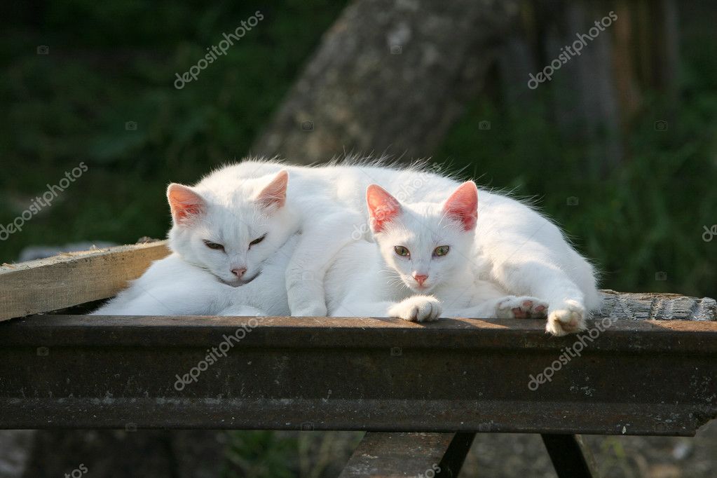 Chat Albinos Images Libres De Droit Photos De Chat Albinos Depositphotos