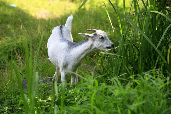 stock image Young goat eating a grass