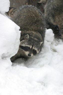 Raccoon in the winter among stones clipart