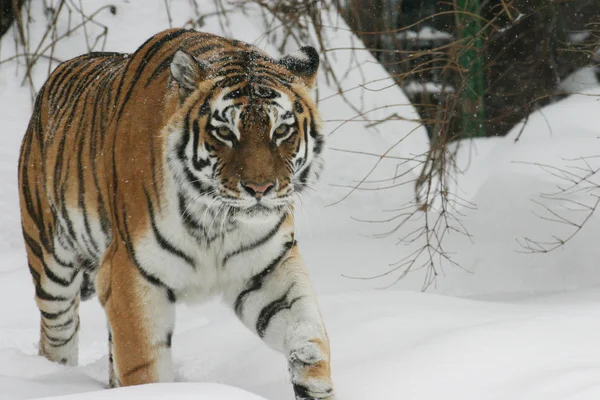 stock image Tiger going on snow