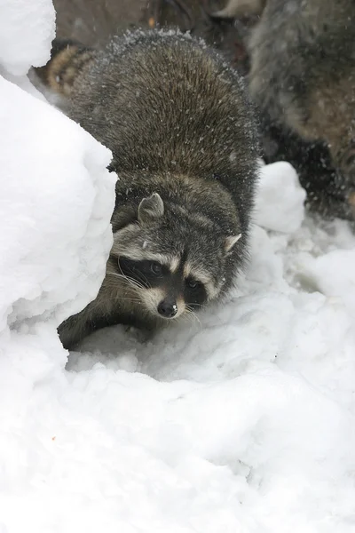 Raccoon in de winter onder stenen — Stockfoto