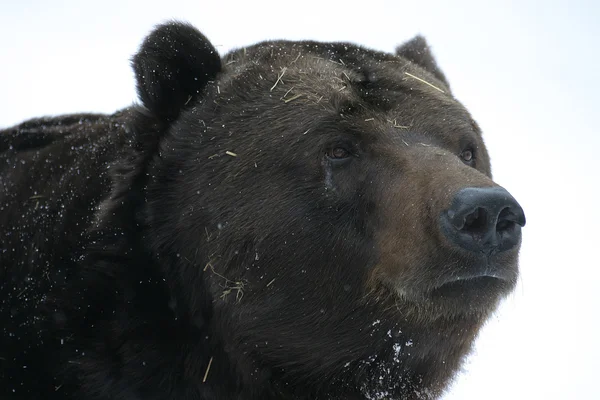 Urso marrom na neve — Fotografia de Stock