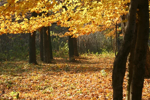 Herfst hout met gouden gebladerte op bomen Rechtenvrije Stockafbeeldingen