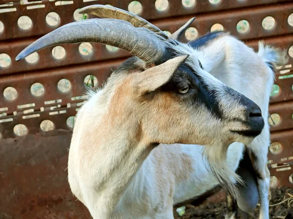 stock image Goat