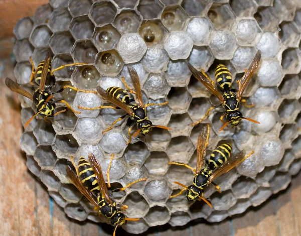 Nest of wasps Royalty Free Stock Images