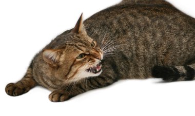 Hazardous cat clipart