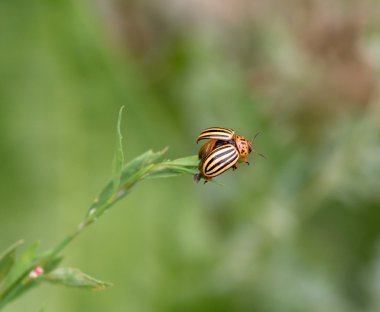 Colorado beetle clipart