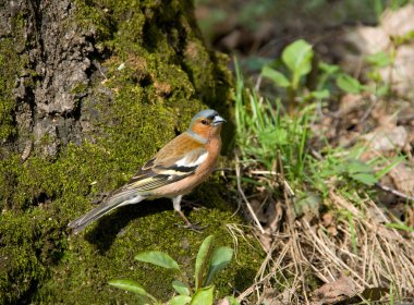 Forest bird clipart