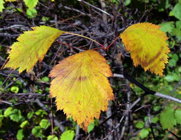 Otoño hojas de color —  Fotos de Stock