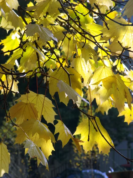 Autunno foglie colore — Foto Stock