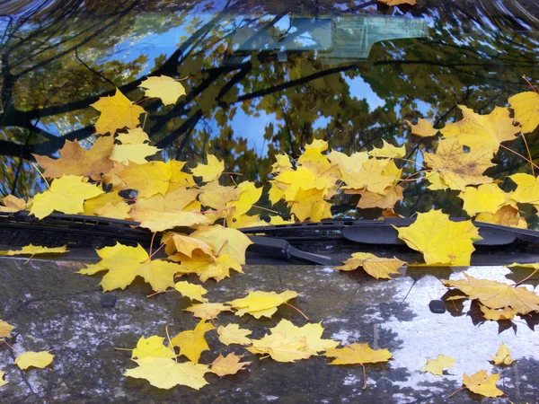 Caída de hojas —  Fotos de Stock