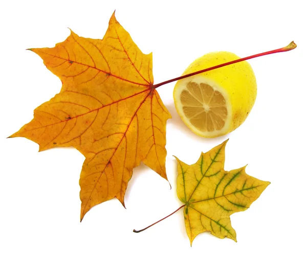 メープル、レモンの葉 — ストック写真