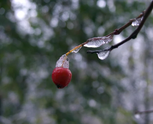 Kış berry — Stok fotoğraf