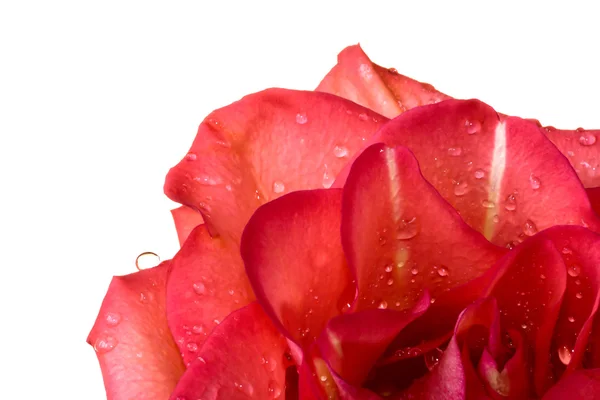 Rosas. —  Fotos de Stock