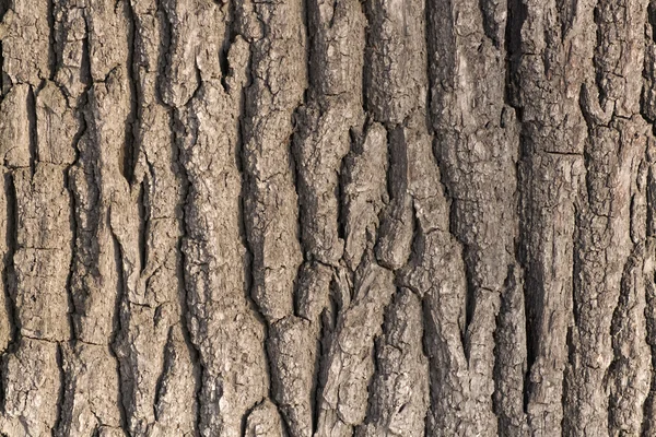 樫の木の樹皮 ストック画像
