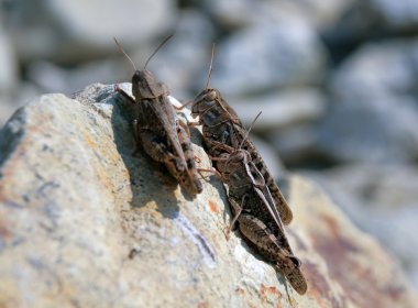 Üç grasshoppers.