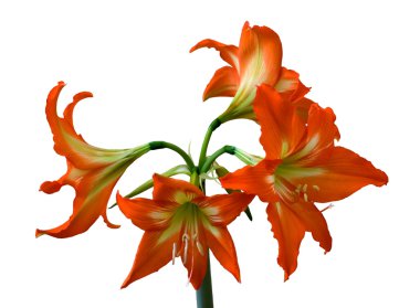 Hippeastrum clipart