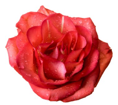 Roses clipart