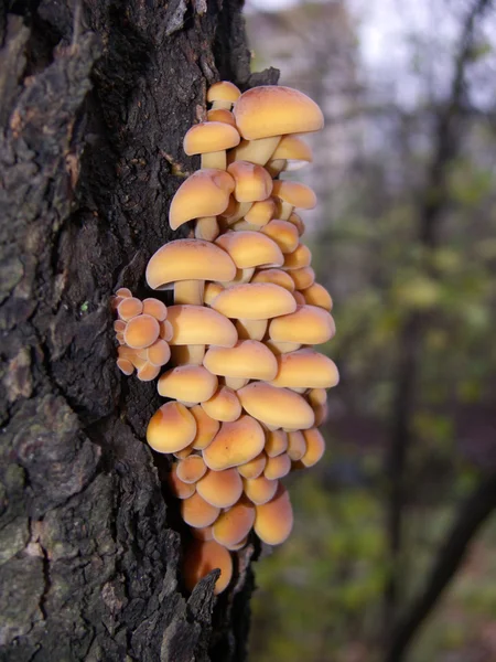 stock image Agarics