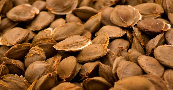 stock image Apricot pits