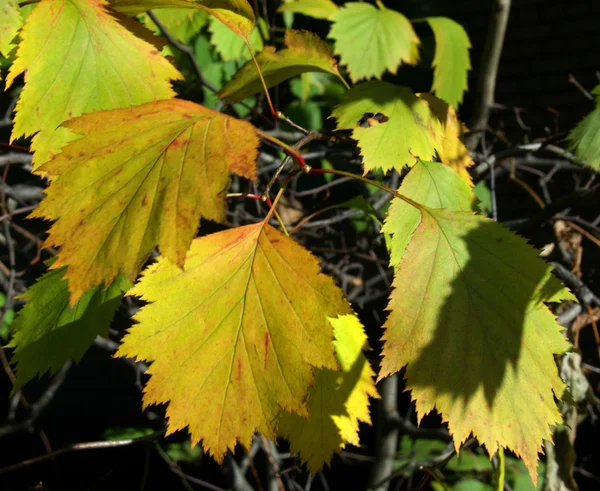 Couleur des feuilles d'automne — Photo