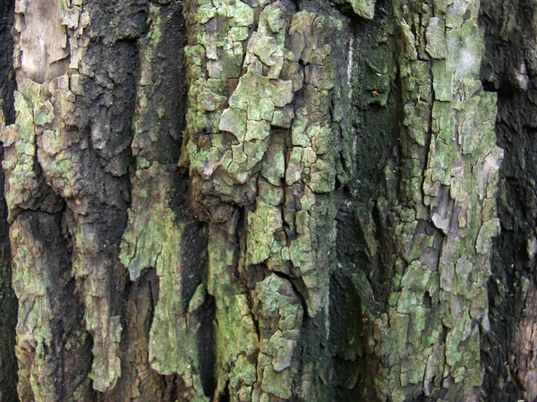 Pelle di albero — Foto Stock