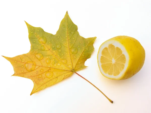 List javoru a citronem — Stock fotografie