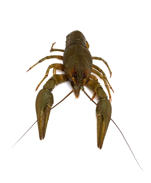 stock image One crayfish