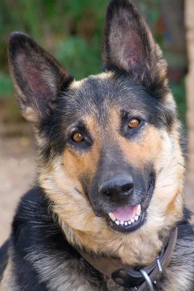 stock image Shepherd Dog